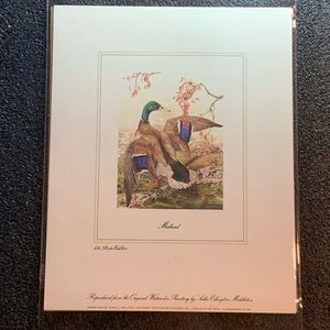 Vintage Mallard Duck Art Print – Wildlife Wall Décor, Nature Bird Artwork